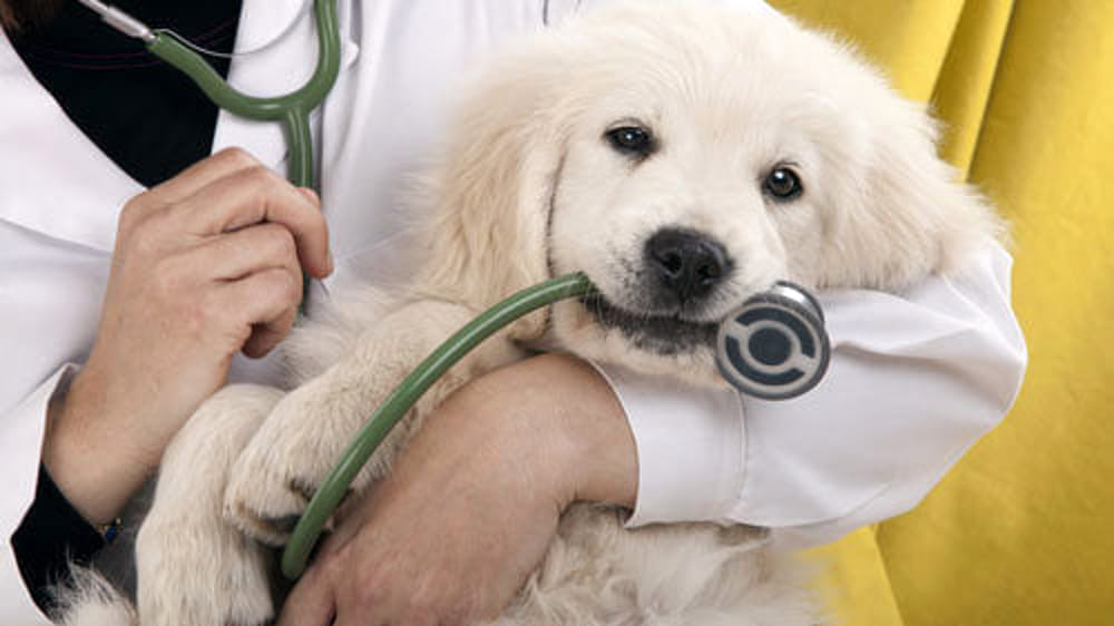 guardia medica veterinaria 2